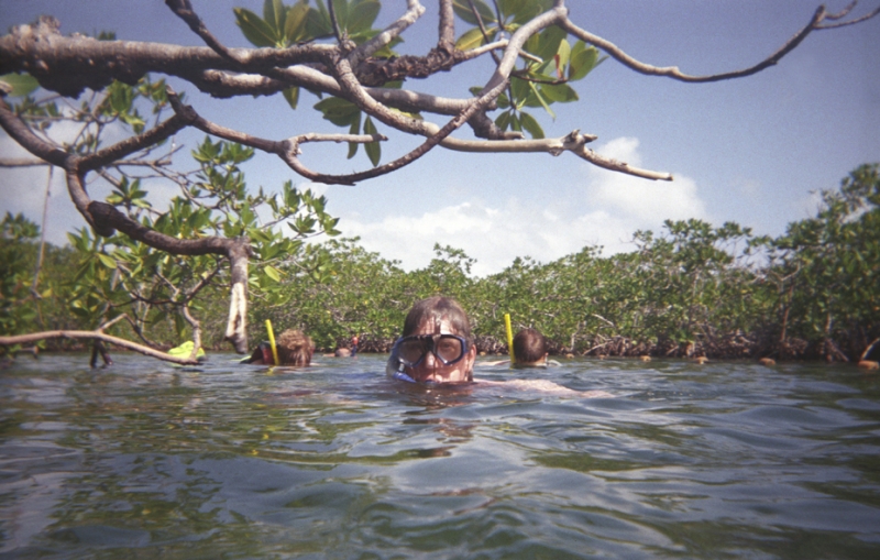 G_UWCneg42 Ian snorkelling in the mangrove swamps at Cayo Guillermo.
Ian dyker med snorkel i mangrove-trsken vid Cayo Guillermo.
Photo/Foto: Gabriella