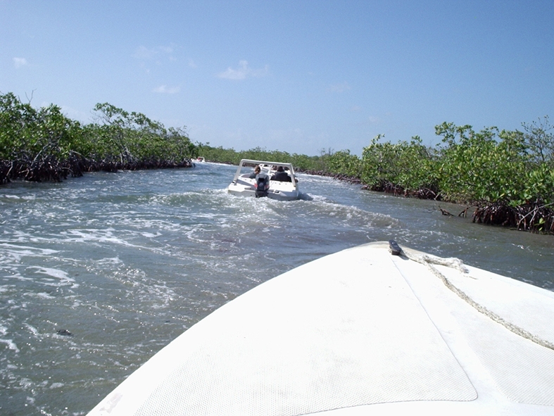 PB140111 Speedboating through the mangroves at Cayo Guillermo.
ker racerbt genom mangrove-trsken vid Cayo Guillermo.
Photo/Foto: Gabriella