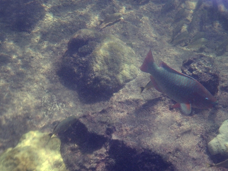 PB140127 One of the inhabitants of the mangroves.
En av mangrove-trskens invnare.
Photo/Foto: Ian