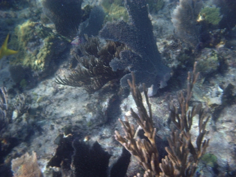 PB210184 Swimming at the reef we saw different types of coral, including brain and elkhorn.
N�r vi simmade vid revet s�g vi olika sorters koraller.
Photo/Foto: Ian
