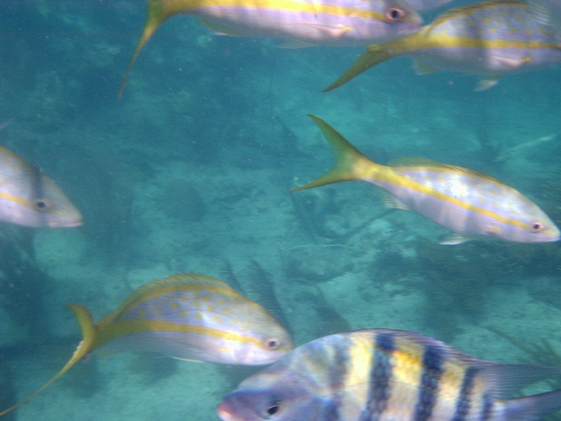 PB210193 Tropical fish at the black coral reef off the coast of Half Moon Island.
Tropisk fisk vid det svarta korallrevet vid Half Moon Island.
Photo/Foto: Ian