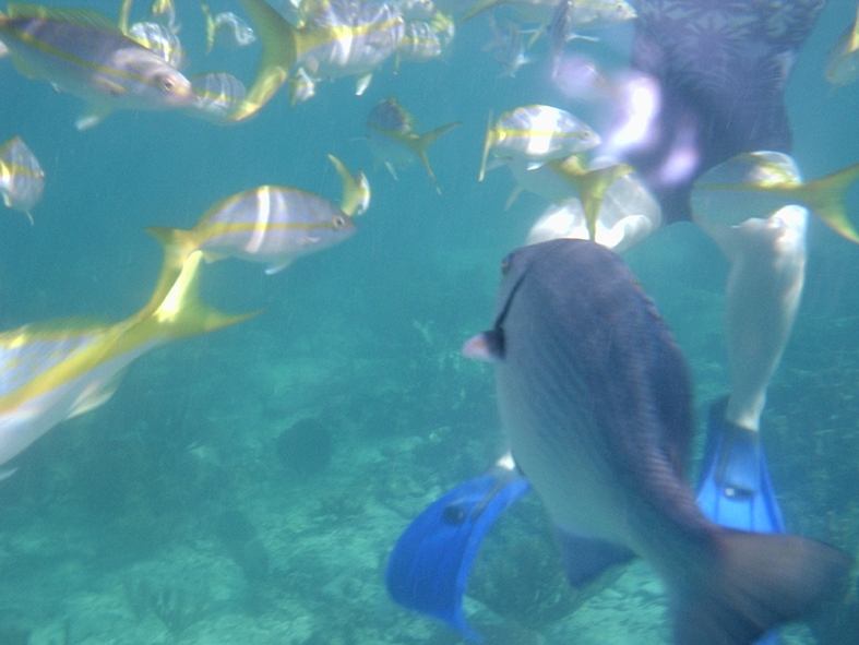 PB210194 Gabriella feeding bread and banana to tropical fish at the coral reef.
Vid korallrevet matar Gabriella tropisk fisk med br�d och banan.
Photo/Foto: Ian